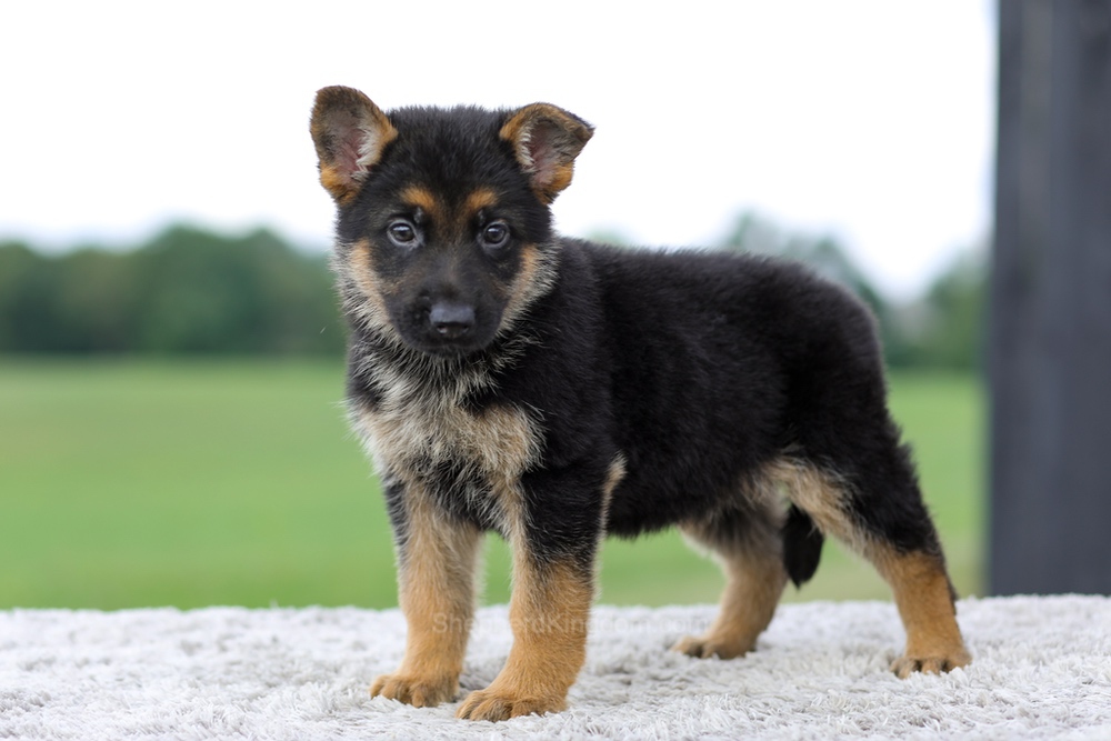 Valor Image of Valor, a German Shepherd puppy