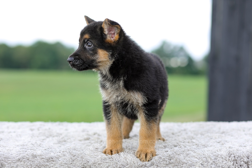 Valor Image of Valor, a German Shepherd puppy