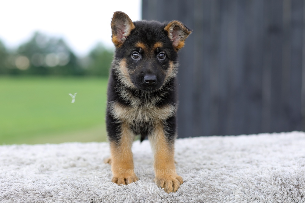 Valor Image of Valor, a German Shepherd puppy
