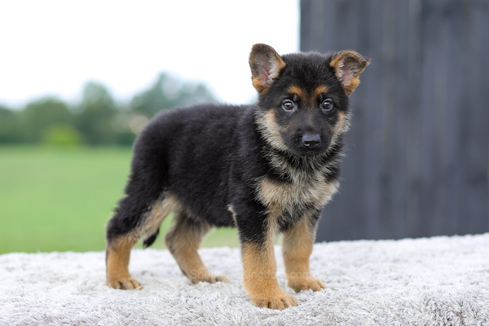 Valor Image of Valor, a German Shepherd puppy