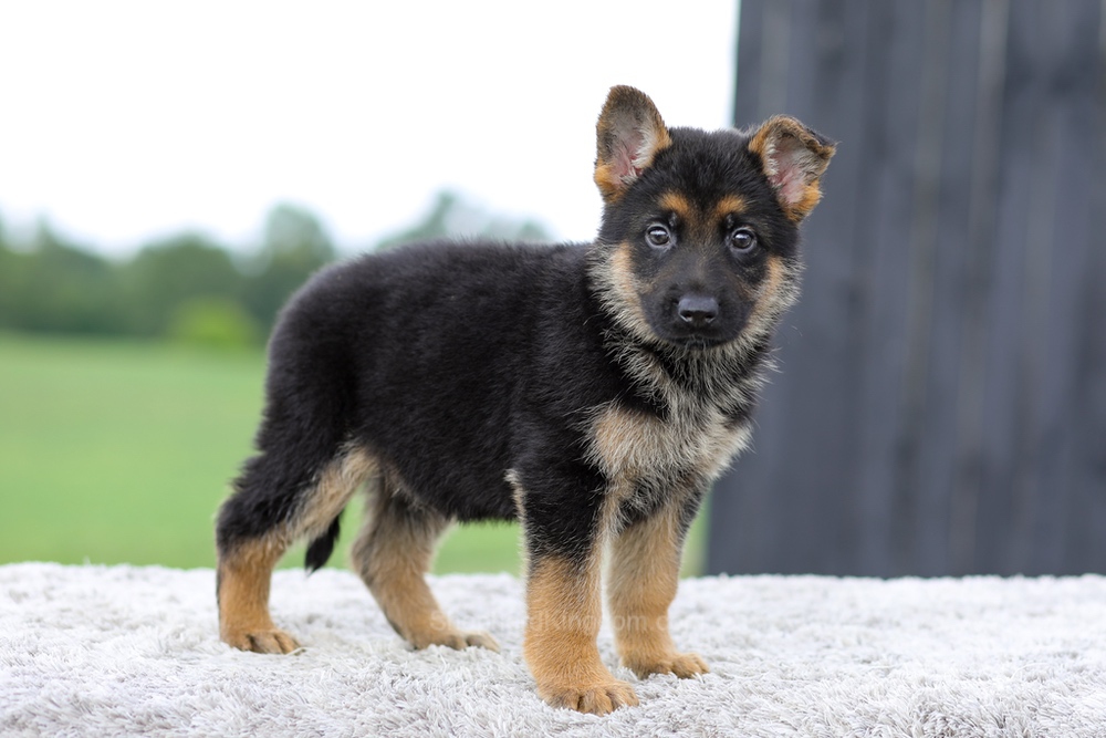 Valor Image of Valor, a German Shepherd puppy
