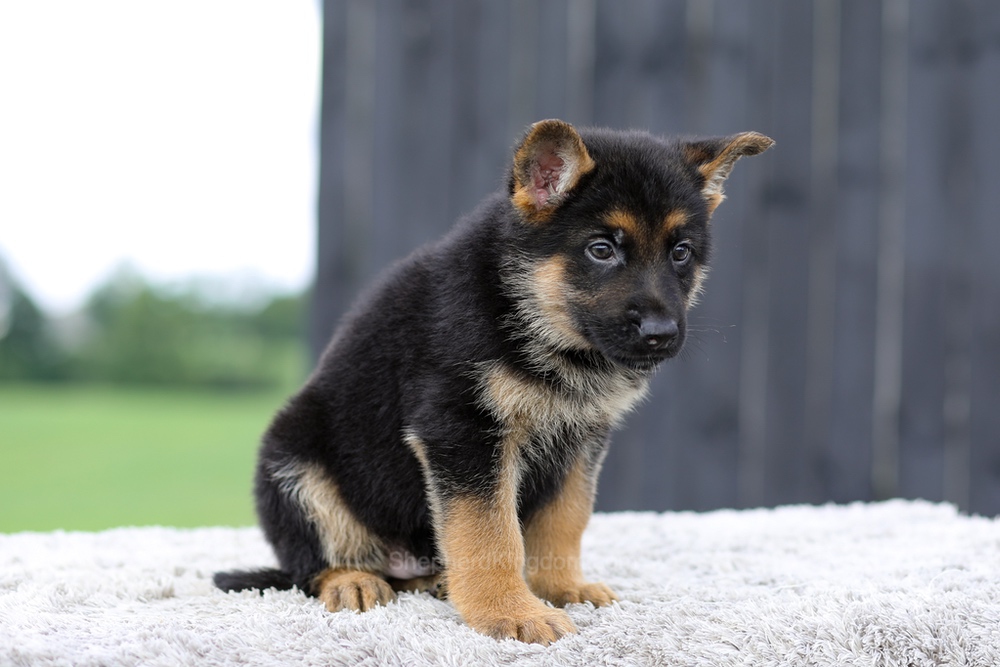 Valor Image of Valor, a German Shepherd puppy