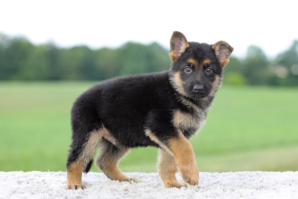 Valor Image of Valor, a German Shepherd puppy