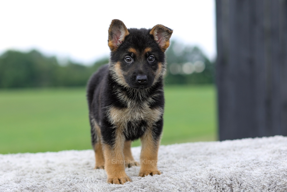 Valor Image of Valor, a German Shepherd puppy