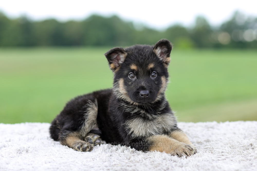 Vance Image of Vance, a German Shepherd puppy