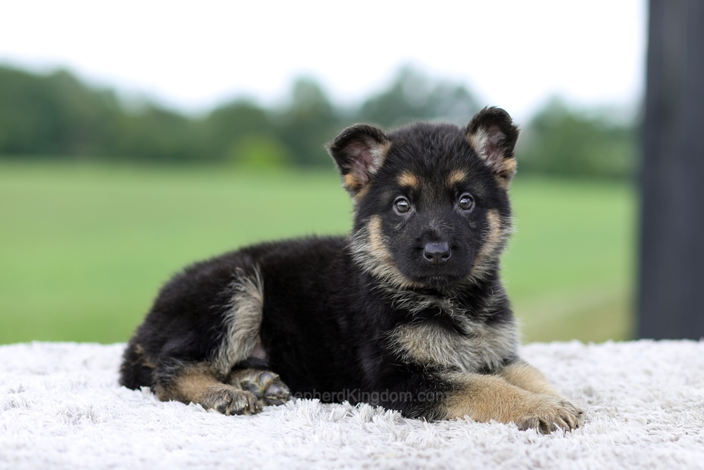 Vance Image of Vance, a German Shepherd puppy