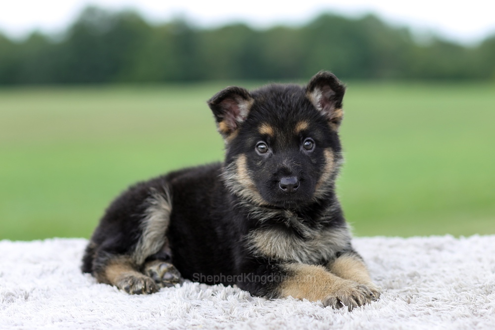 Vance Image of Vance, a German Shepherd puppy