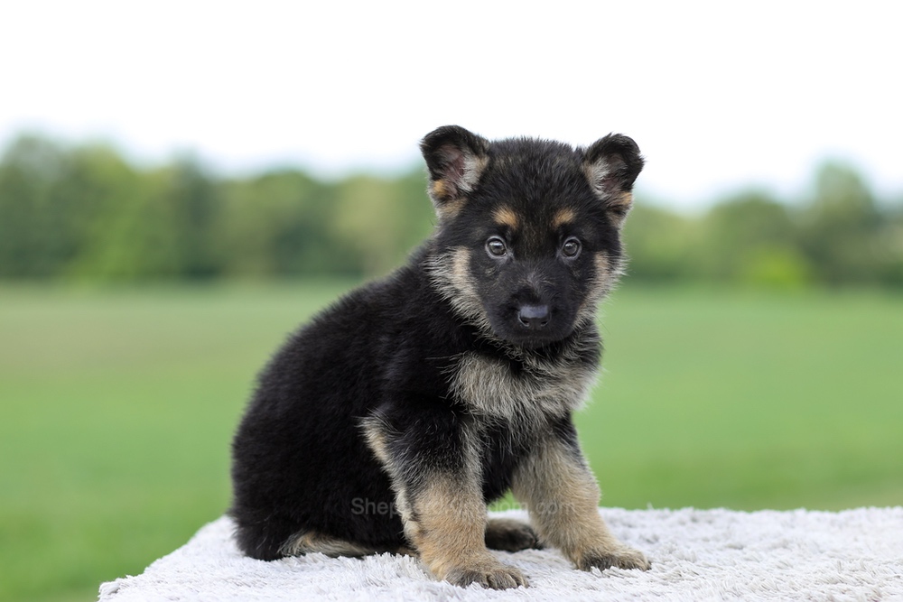 Vance Image of Vance, a German Shepherd puppy