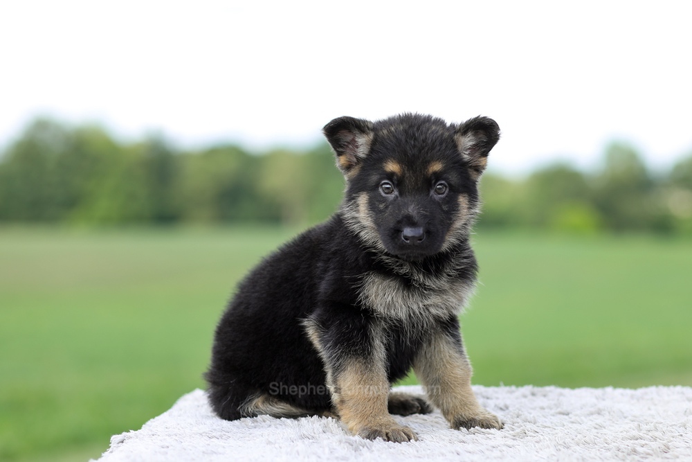 Vance Image of Vance, a German Shepherd puppy
