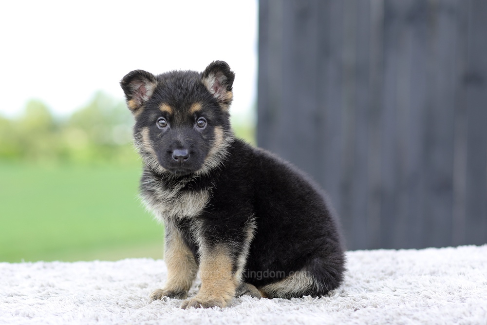 Vance Image of Vance, a German Shepherd puppy