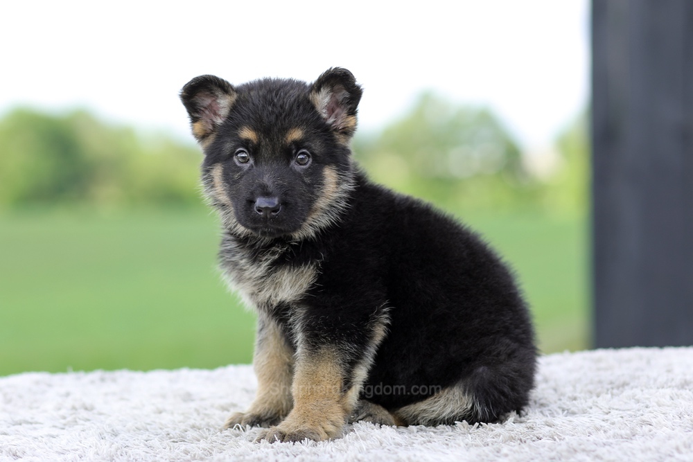 Vance Image of Vance, a German Shepherd puppy
