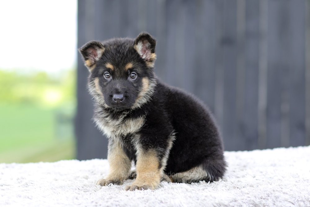 Vance Image of Vance, a German Shepherd puppy