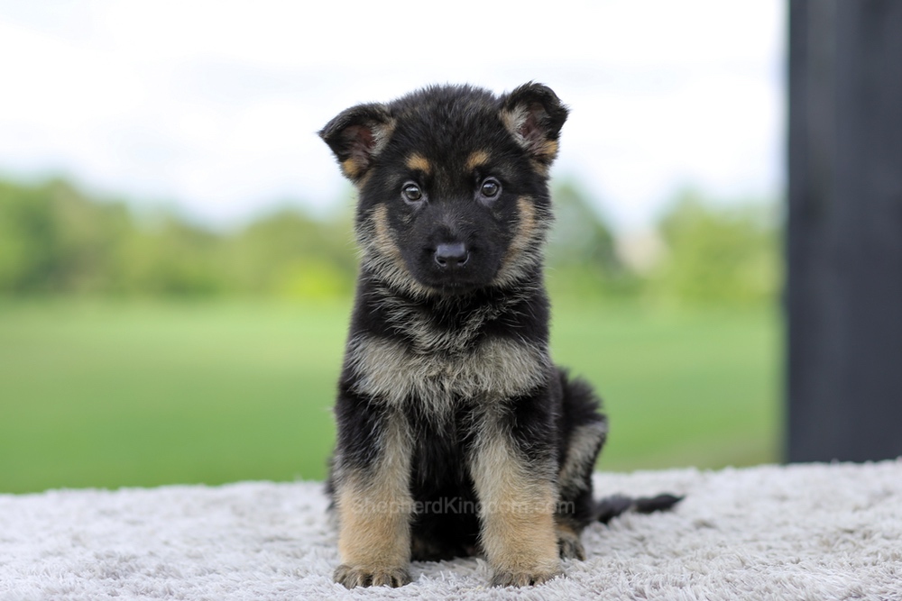 Vance Image of Vance, a German Shepherd puppy