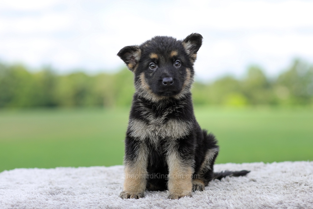Vance Image of Vance, a German Shepherd puppy