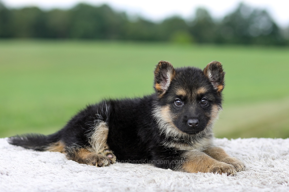 Vaughn Image of Vaughn, a German Shepherd puppy
