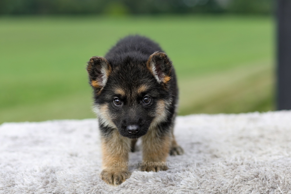 Vaughn Image of Vaughn, a German Shepherd puppy