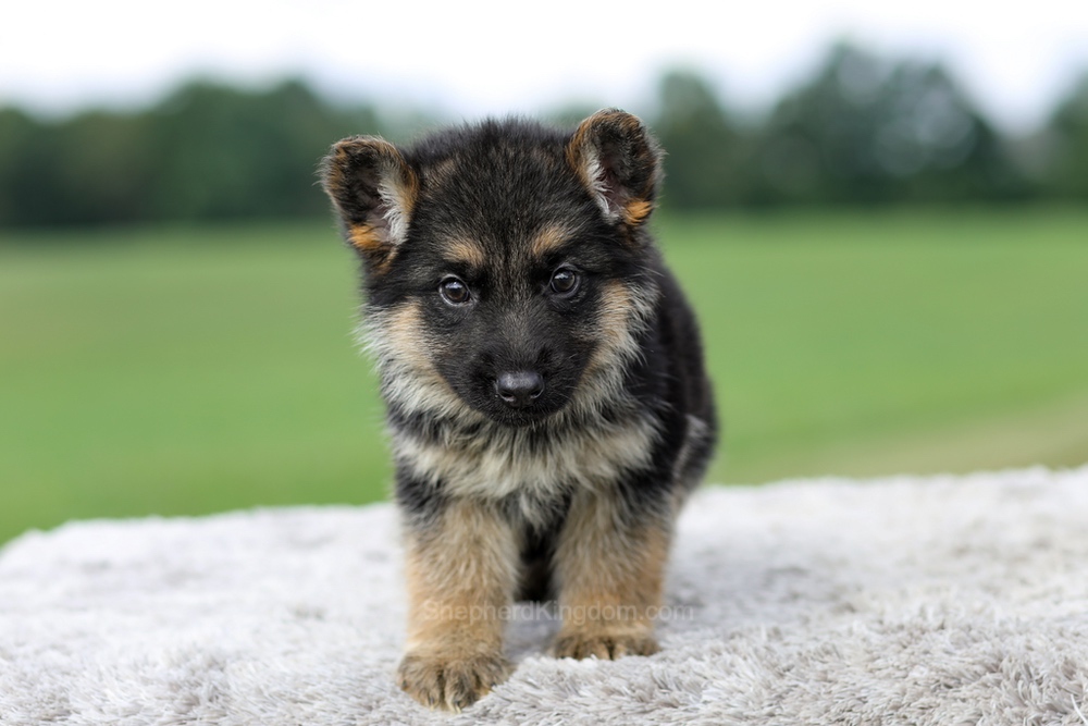 Vaughn Image of Vaughn, a German Shepherd puppy