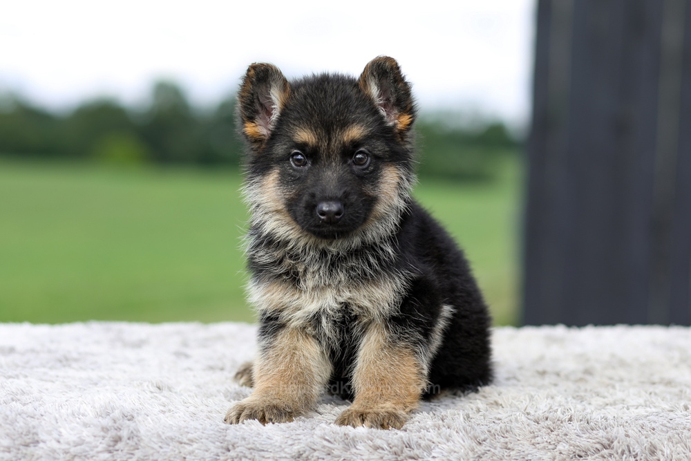 Vaughn Image of Vaughn, a German Shepherd puppy