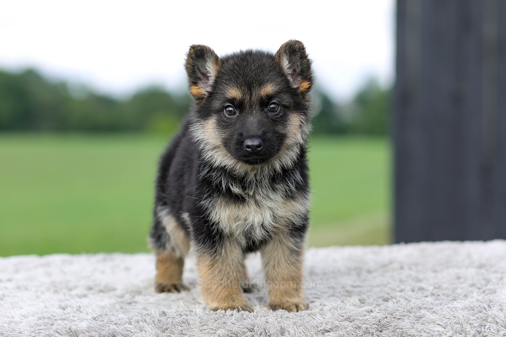 Vaughn Image of Vaughn, a German Shepherd puppy