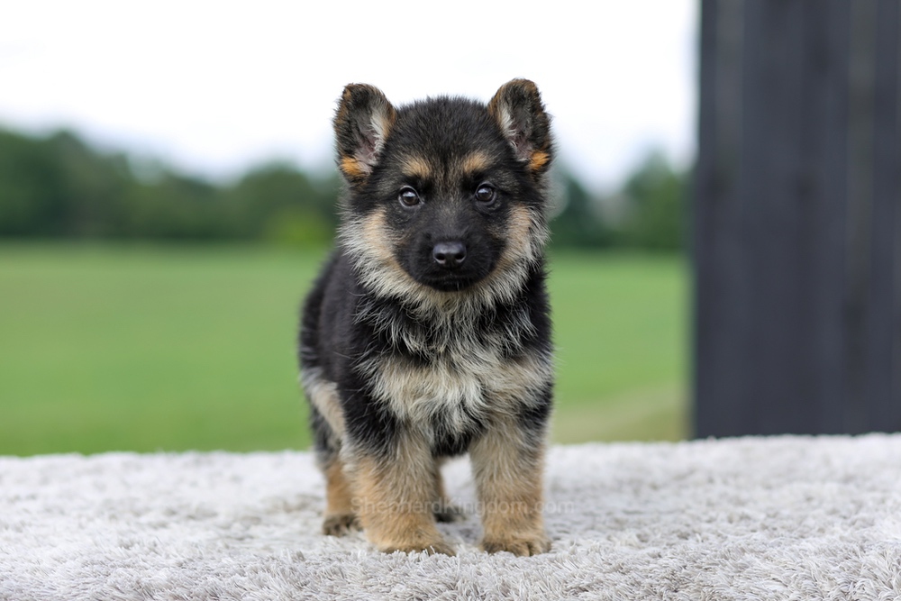 Vaughn Image of Vaughn, a German Shepherd puppy