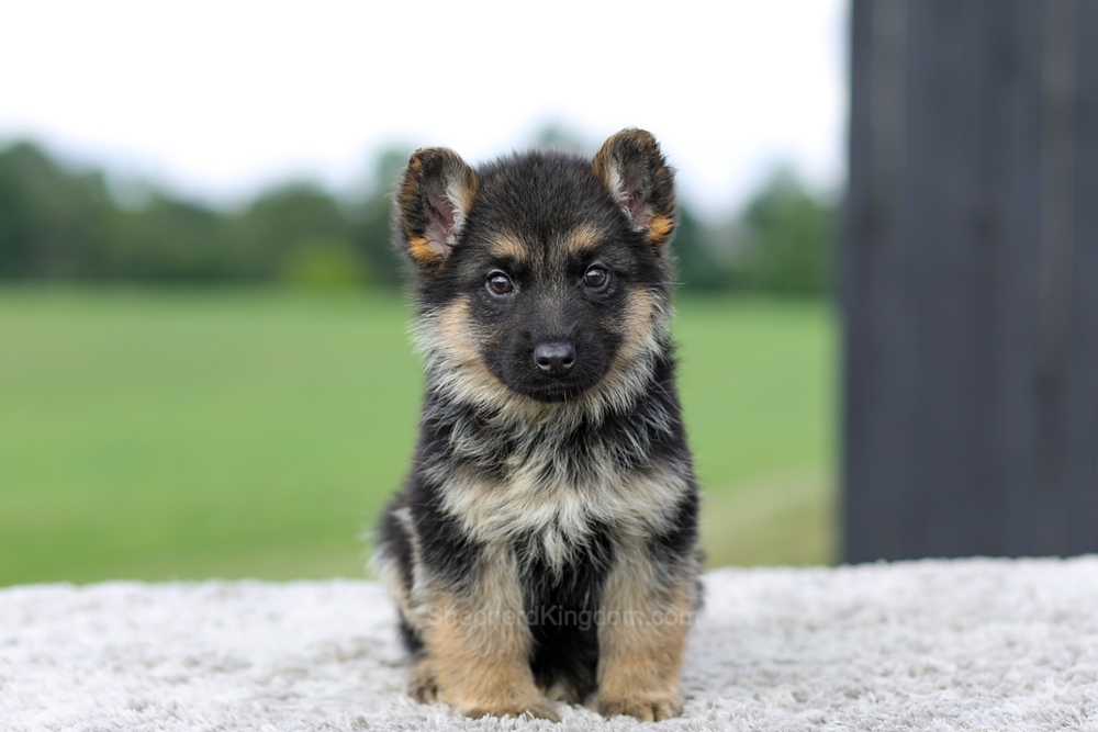 Vaughn Image of Vaughn, a German Shepherd puppy