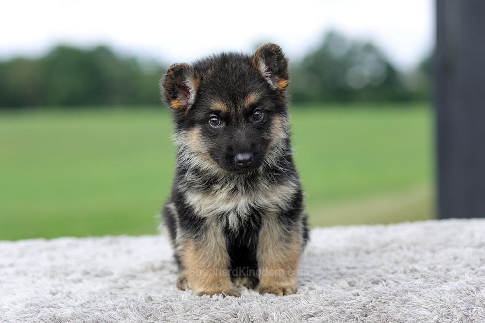 Vaughn Image of Vaughn, a German Shepherd puppy