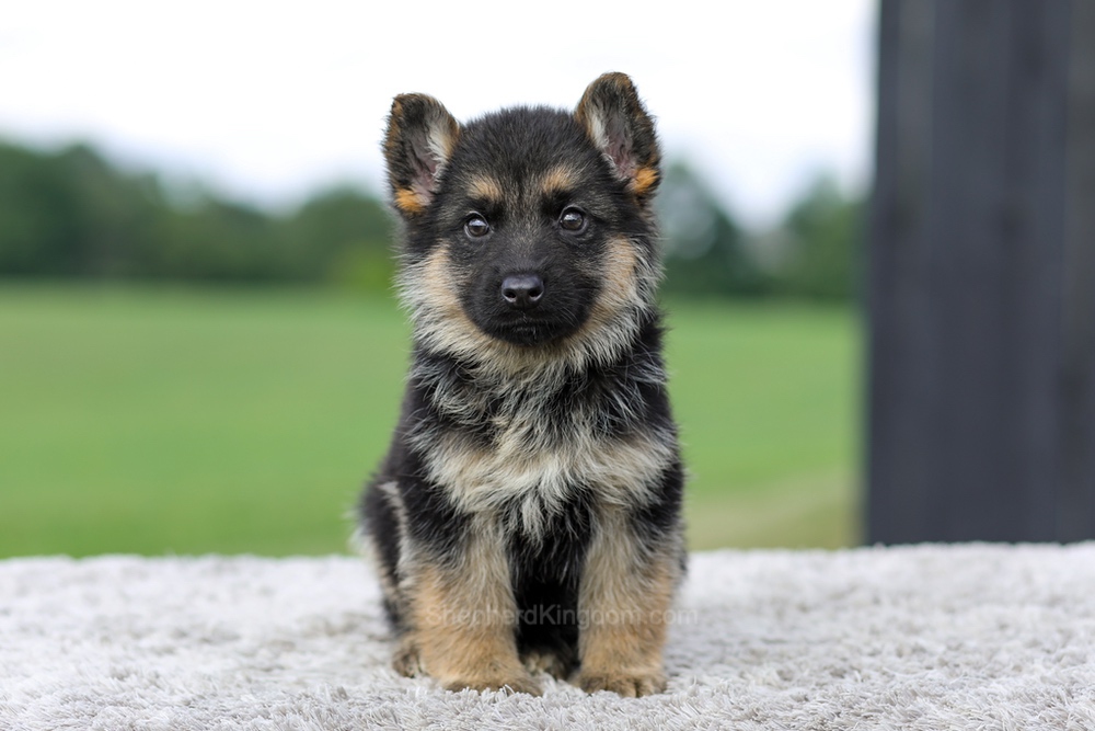 Vaughn Image of Vaughn, a German Shepherd puppy
