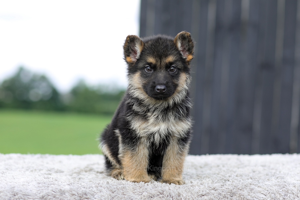 Vaughn Image of Vaughn, a German Shepherd puppy