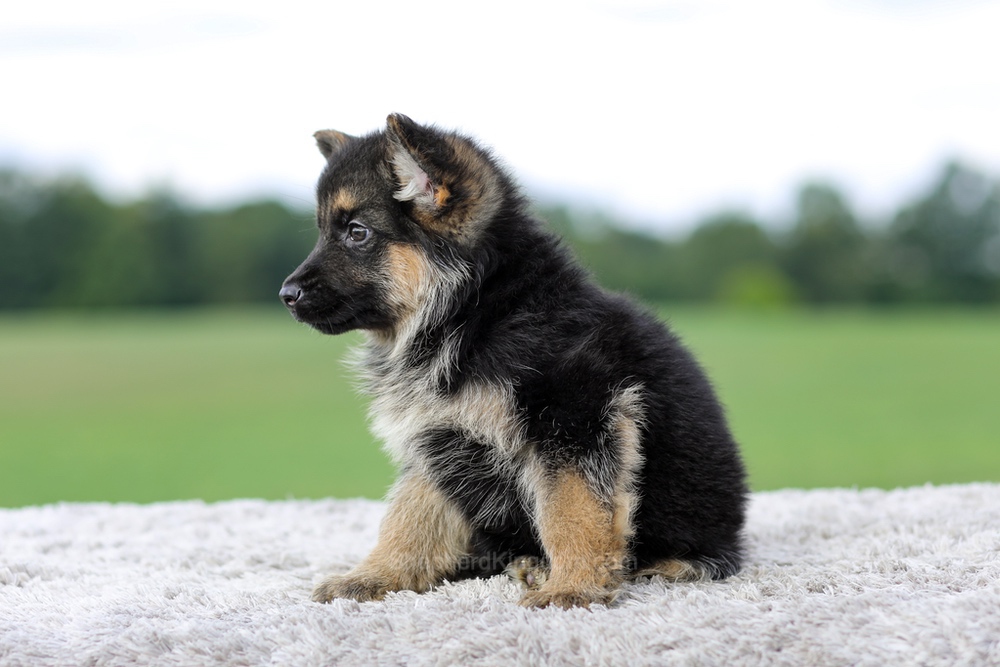 Vaughn Image of Vaughn, a German Shepherd puppy