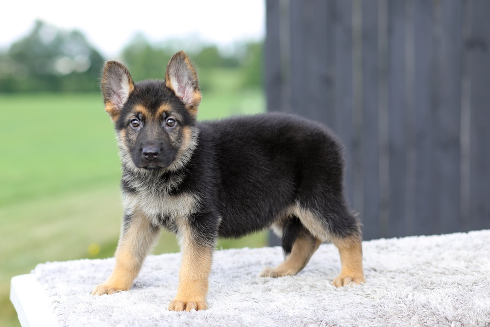 Vincent Image of Vincent, a German Shepherd puppy