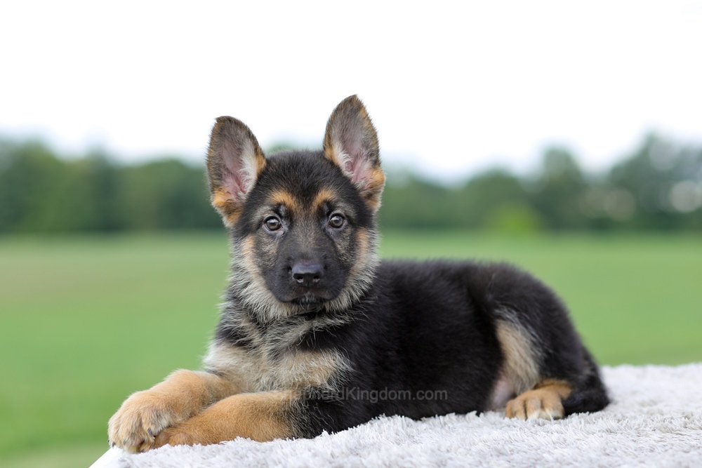 Vincent Image of Vincent, a German Shepherd puppy