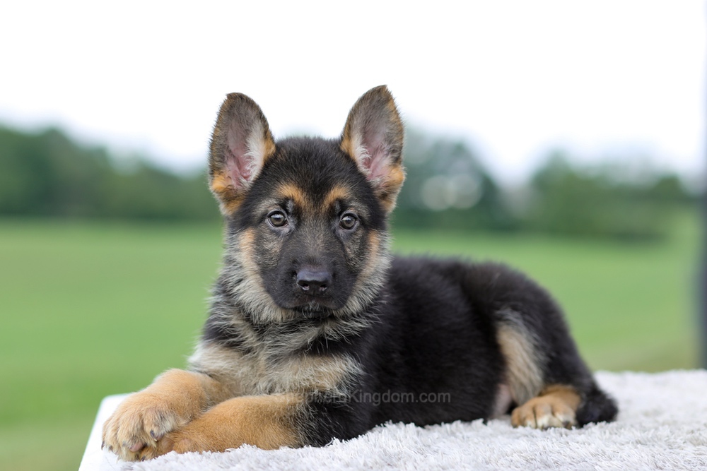 Vincent Image of Vincent, a German Shepherd puppy