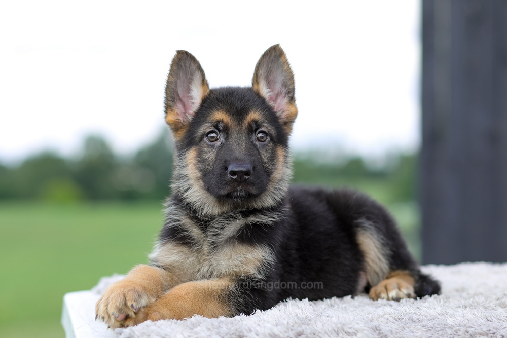 Vincent Image of Vincent, a German Shepherd puppy