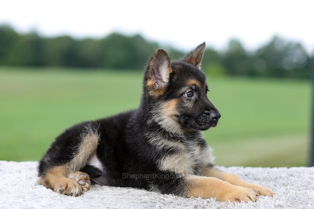 Vincent Image of Vincent, a German Shepherd puppy