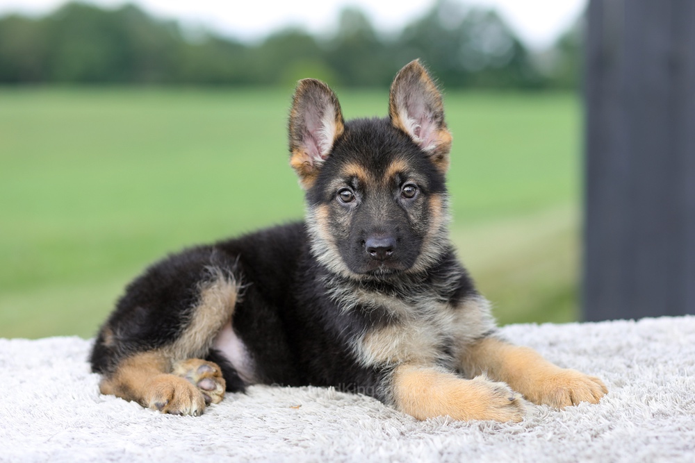 Vincent Image of Vincent, a German Shepherd puppy