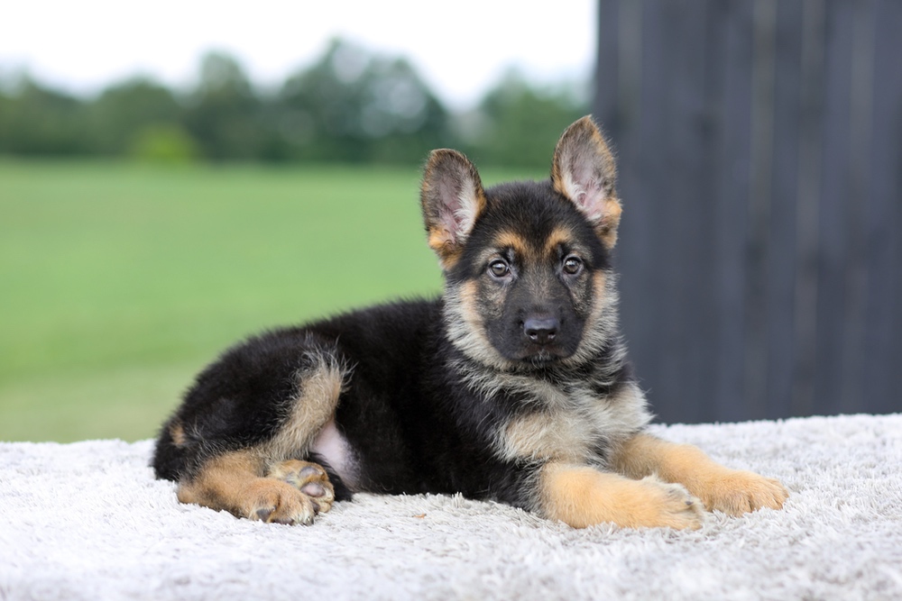 Vincent Image of Vincent, a German Shepherd puppy
