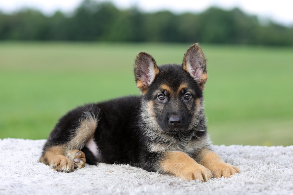 Vincent Image of Vincent, a German Shepherd puppy