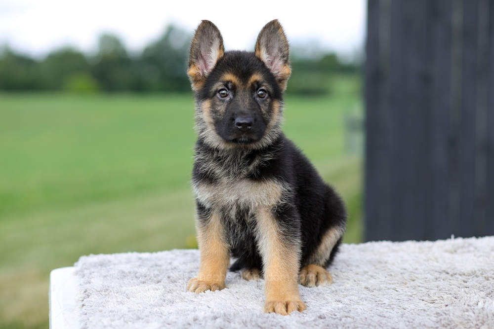 Vincent Image of Vincent, a German Shepherd puppy