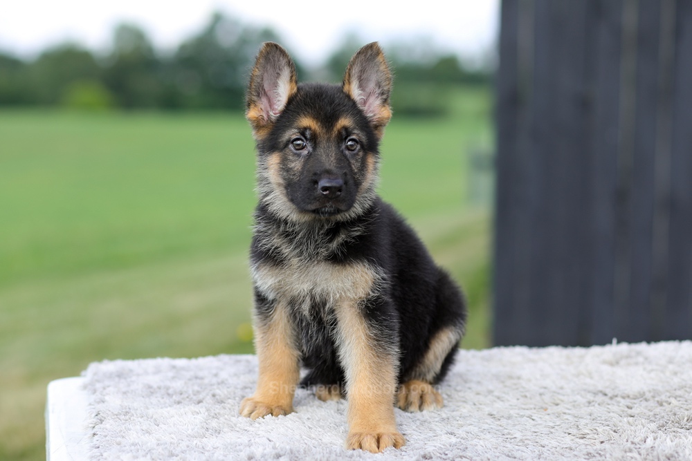 Vincent Image of Vincent, a German Shepherd puppy