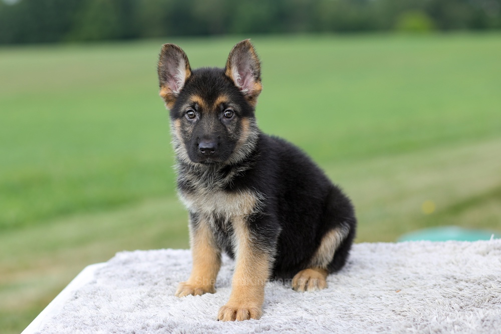 Vincent Image of Vincent, a German Shepherd puppy