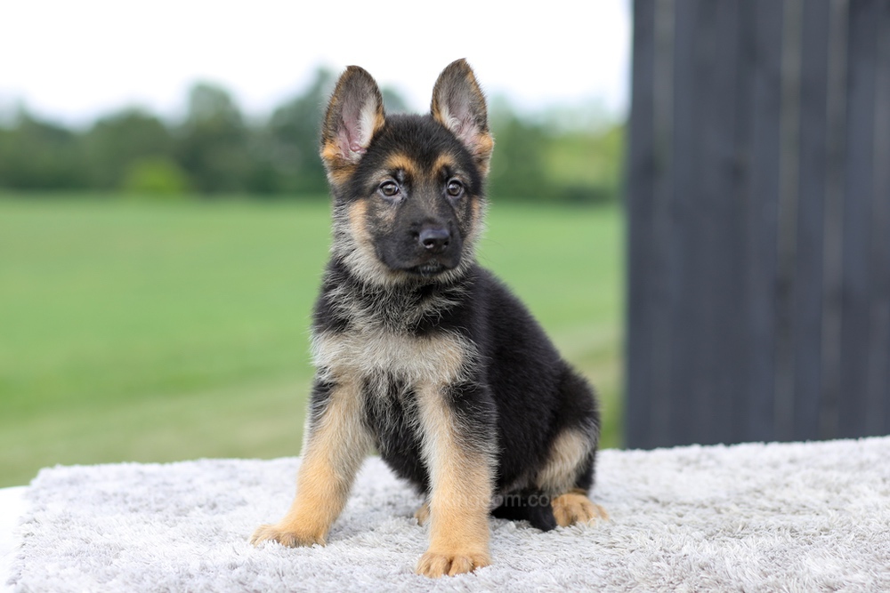 Vincent Image of Vincent, a German Shepherd puppy