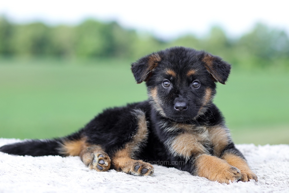 Virginia Image of Virginia, a German Shepherd puppy