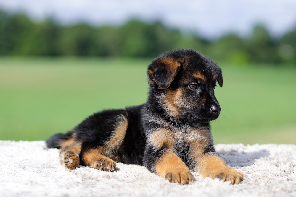 Virginia Image of Virginia, a German Shepherd puppy