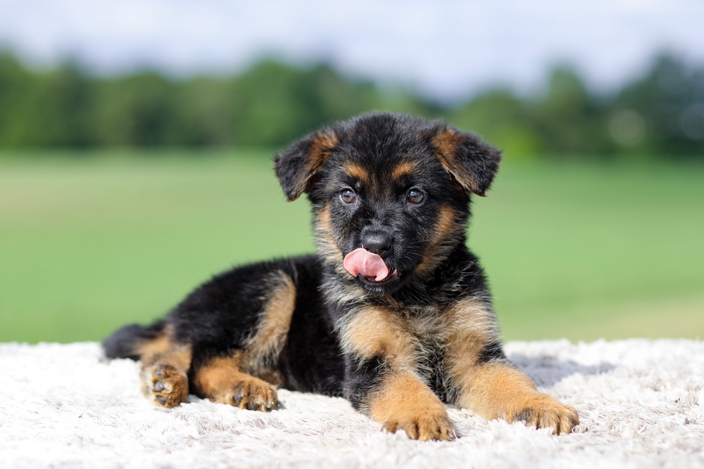 Virginia Image of Virginia, a German Shepherd puppy