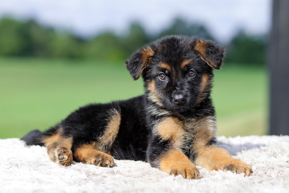 Virginia Image of Virginia, a German Shepherd puppy