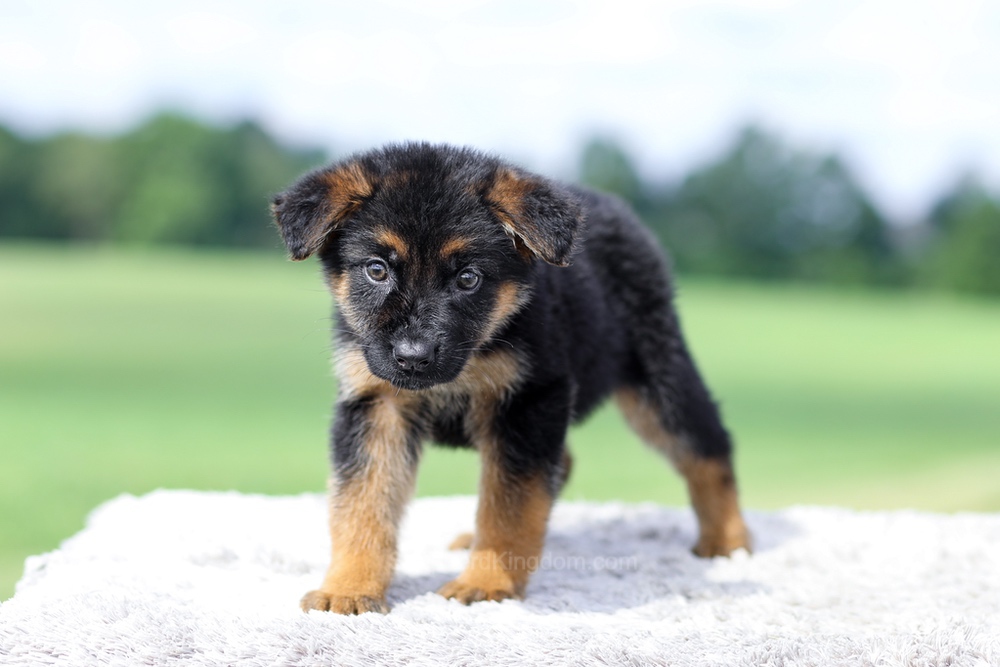 Virginia Image of Virginia, a German Shepherd puppy