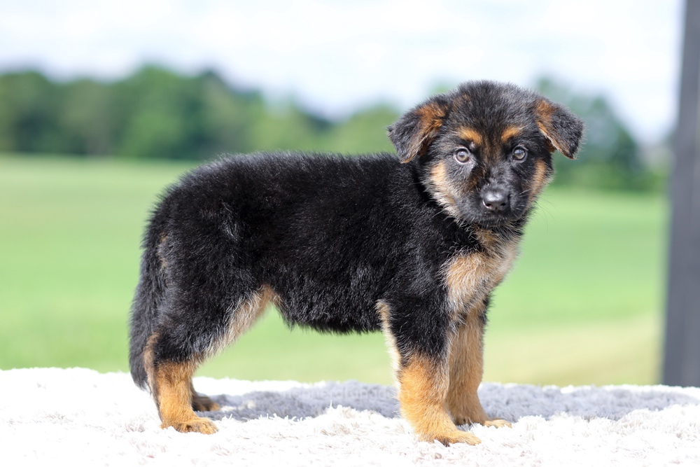 Virginia Image of Virginia, a German Shepherd puppy