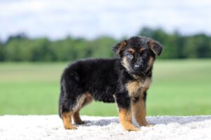 Image of Virginia, a German Shepherd puppy