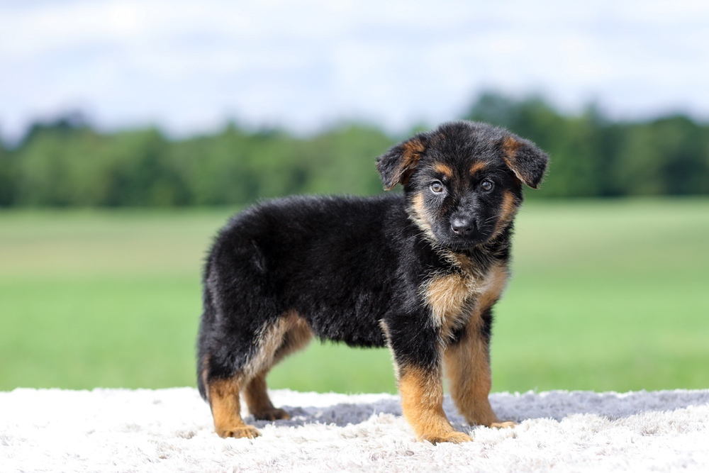 Virginia Image of Virginia, a German Shepherd puppy