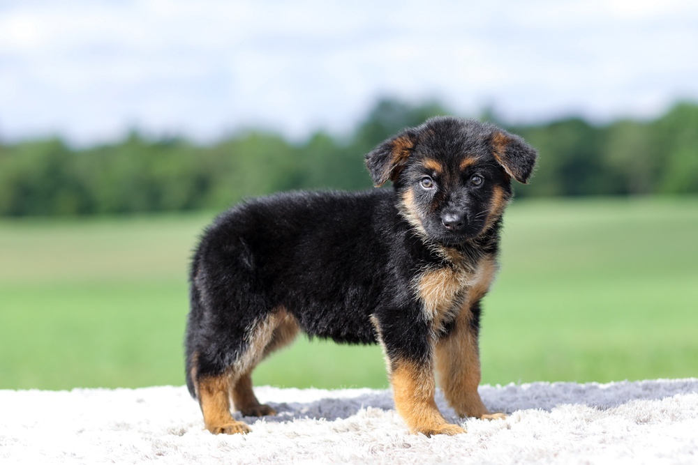 Virginia Image of Virginia, a German Shepherd puppy